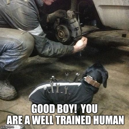 Well trained human | GOOD BOY!  YOU ARE A WELL TRAINED HUMAN | image tagged in wrench dog | made w/ Imgflip meme maker