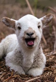 Cute goat Blank Meme Template