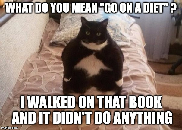 Thick boned cat | WHAT DO YOU MEAN "GO ON A DIET" ? I WALKED ON THAT BOOK AND IT DIDN'T DO ANYTHING | image tagged in funny cat,humor,fat cat,cat | made w/ Imgflip meme maker