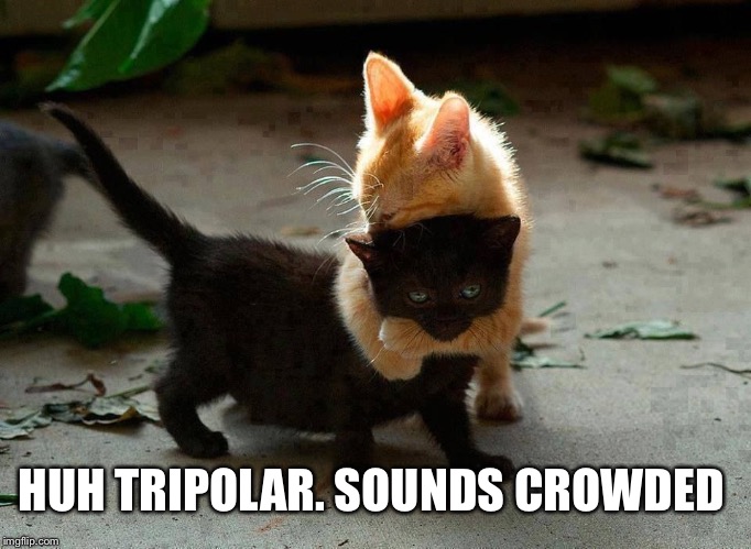 kitten hug | HUH TRIPOLAR. SOUNDS CROWDED | image tagged in kitten hug | made w/ Imgflip meme maker