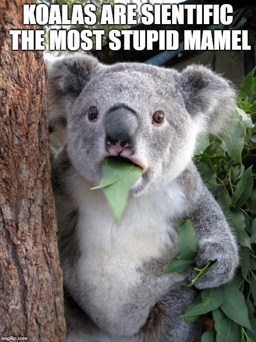 Surprised Koala Meme | KOALAS ARE SIENTIFIC THE MOST STUPID MAMEL | image tagged in memes,surprised koala | made w/ Imgflip meme maker