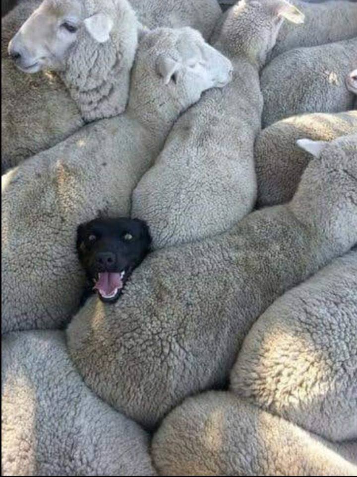 High Quality black sheep dog Blank Meme Template