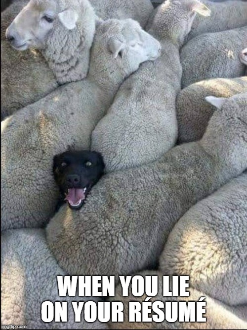 black shepp dog | WHEN YOU LIE ON YOUR RÉSUMÉ | image tagged in black sheep dog,sheep,dog,lies | made w/ Imgflip meme maker