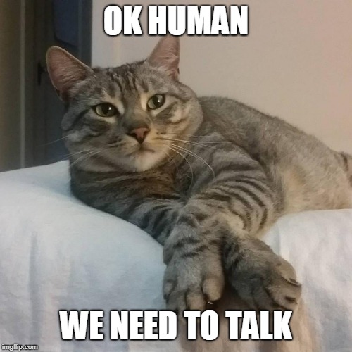 we need to talk | OK HUMAN; WE NEED TO TALK | image tagged in we need to talk cat,cat | made w/ Imgflip meme maker