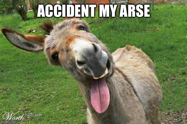 Laughing Donkey | ACCIDENT MY ARSE | image tagged in laughing donkey | made w/ Imgflip meme maker