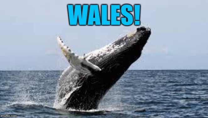 Whale. | WALES! | image tagged in whale | made w/ Imgflip meme maker
