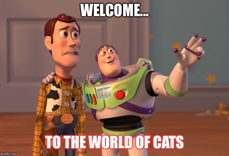 X, X Everywhere | WELCOME... TO THE WORLD OF CATS | image tagged in memes,x x everywhere | made w/ Imgflip meme maker