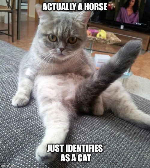 Meeee owwww | ACTUALLY A HORSE; JUST IDENTIFIES AS A CAT | image tagged in memes,sexy cat | made w/ Imgflip meme maker