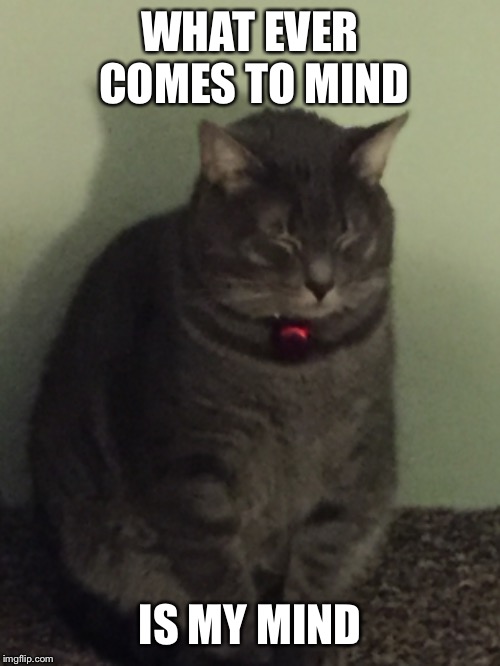 (not funny) What comes to mind is my mind | WHAT EVER COMES TO MIND; IS MY MIND | image tagged in cats,imadethis,memes | made w/ Imgflip meme maker