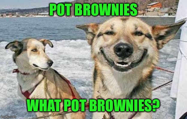 Original Stoner Dog Meme | POT BROWNIES WHAT POT BROWNIES? | image tagged in memes,original stoner dog | made w/ Imgflip meme maker