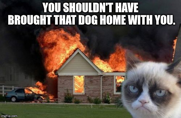 Burn Kitty | YOU SHOULDN'T HAVE BROUGHT THAT DOG HOME WITH YOU. | image tagged in memes,burn kitty,grumpy cat | made w/ Imgflip meme maker