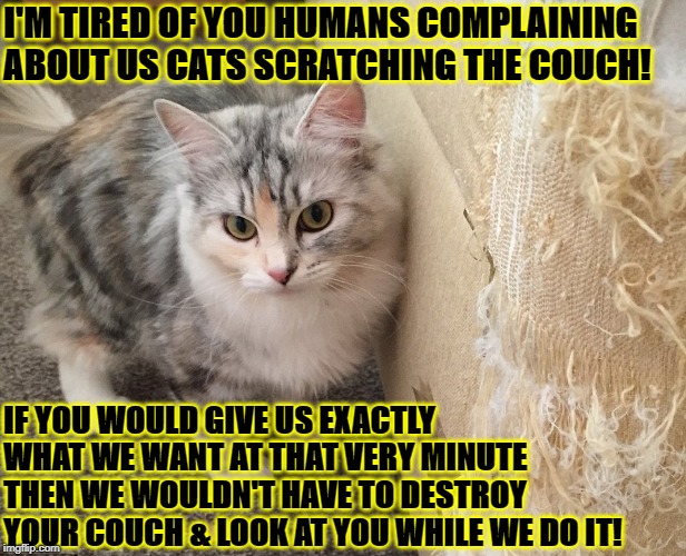 I'M TIRED OF YOU HUMANS COMPLAINING ABOUT US CATS SCRATCHING THE COUCH! IF YOU WOULD GIVE US EXACTLY WHAT WE WANT AT THAT VERY MINUTE THEN WE WOULDN'T HAVE TO DESTROY YOUR COUCH & LOOK AT YOU WHILE WE DO IT! | image tagged in destructive turd | made w/ Imgflip meme maker