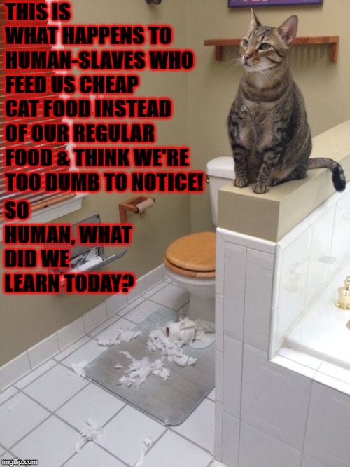 THIS IS WHAT HAPPENS TO HUMAN-SLAVES WHO FEED US CHEAP CAT FOOD INSTEAD OF OUR REGULAR FOOD & THINK WE'RE TOO DUMB TO NOTICE! SO HUMAN, WHAT DID WE LEARN TODAY? | image tagged in vindictive douche | made w/ Imgflip meme maker