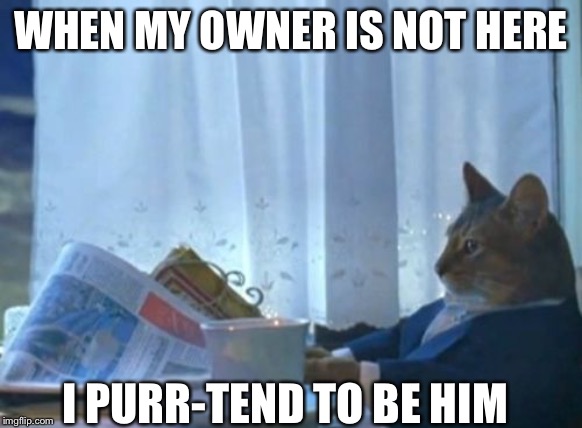 I Should Buy A Boat Cat | WHEN MY OWNER IS NOT HERE; I PURR-TEND TO BE HIM | image tagged in memes,i should buy a boat cat | made w/ Imgflip meme maker