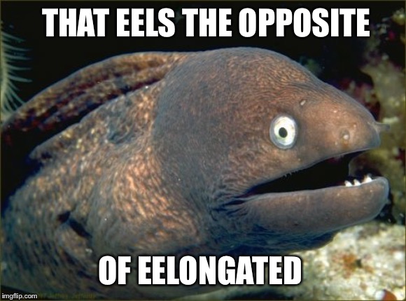 Bad Joke Eel Meme | THAT EELS THE OPPOSITE OF EELONGATED | image tagged in memes,bad joke eel | made w/ Imgflip meme maker