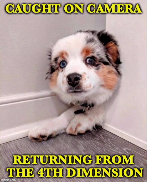 Scientists baffled when dog with keen senses finds portal into 4th dimension | CAUGHT ON CAMERA; RETURNING FROM THE 4TH DIMENSION | image tagged in funny dogs,optical illusion,portal | made w/ Imgflip meme maker