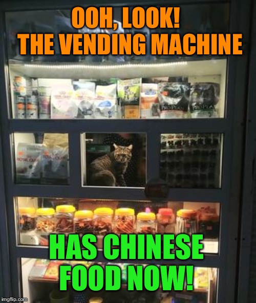 They think of everything! | OOH, LOOK!  THE VENDING MACHINE; HAS CHINESE FOOD NOW! | image tagged in cats,chinese food,vending machine,funny memes | made w/ Imgflip meme maker