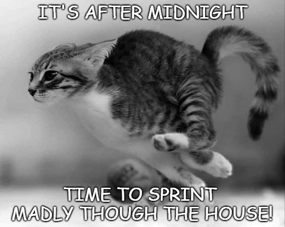 What's that breaking sound?! | IT'S AFTER MIDNIGHT; TIME TO SPRINT MADLY THOUGH THE HOUSE! | image tagged in cats,funny cats,funny cat memes,woah kitty | made w/ Imgflip meme maker