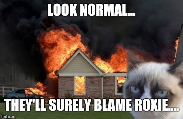 Burn Kitty | LOOK NORMAL... THEY'LL SURELY BLAME ROXIE.... | image tagged in memes,burn kitty,grumpy cat | made w/ Imgflip meme maker