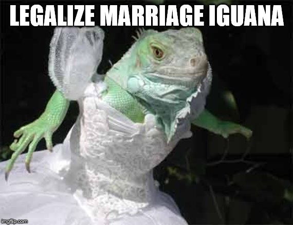 LEGALIZE MARRIAGE IGUANA | made w/ Imgflip meme maker