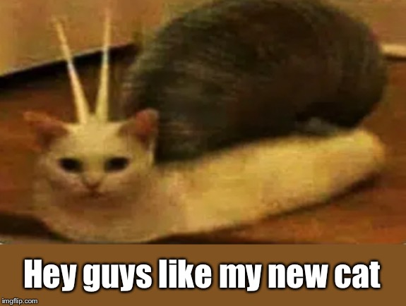 This is my new cat guys!!!1!11!11 | Hey guys like my new cat | image tagged in fun,funny,memes,cat,weird | made w/ Imgflip meme maker