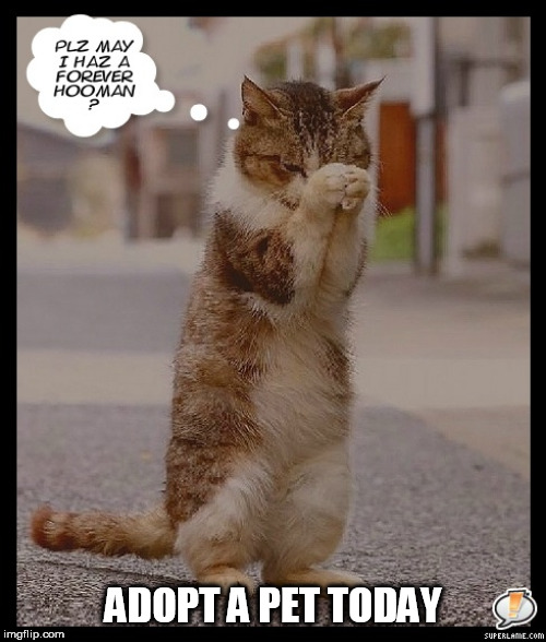 adopt a pet | ADOPT A PET TODAY | image tagged in cats,pets | made w/ Imgflip meme maker