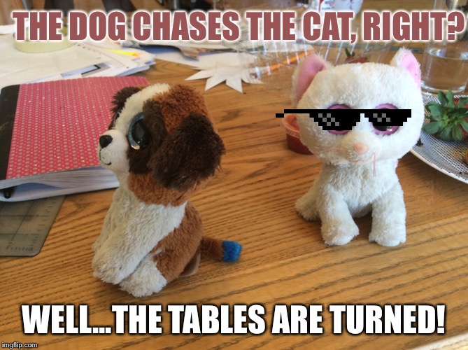 THE DOG CHASES THE CAT, RIGHT? WELL...THE TABLES ARE TURNED! | image tagged in funny memes | made w/ Imgflip meme maker