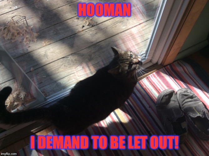 My cat is an outdoor cat Imgflip