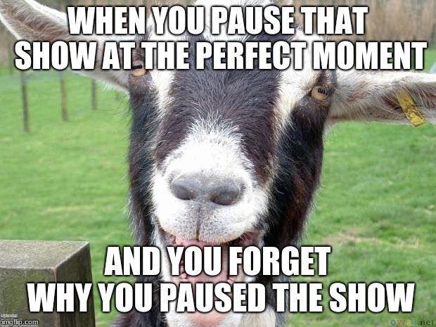 Funny Goat | WHEN YOU PAUSE THAT SHOW AT THE PERFECT MOMENT; AND YOU FORGET WHY YOU PAUSED THE SHOW | image tagged in funny goat | made w/ Imgflip meme maker