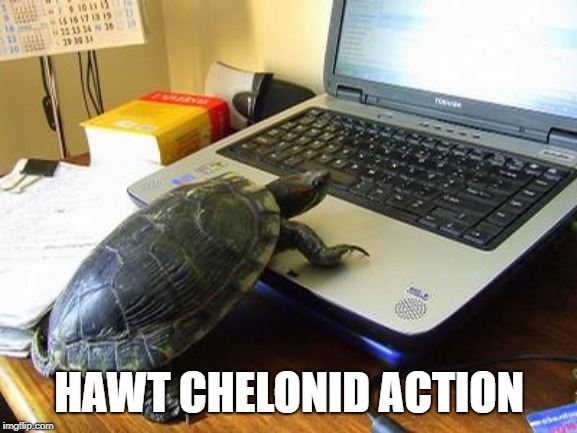 Turtle Computer | HAWT CHELONID ACTION | image tagged in turtle computer | made w/ Imgflip meme maker