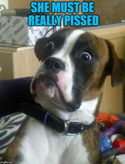 Blankie the Shocked Dog | SHE MUST BE REALLY PISSED | image tagged in blankie the shocked dog | made w/ Imgflip meme maker