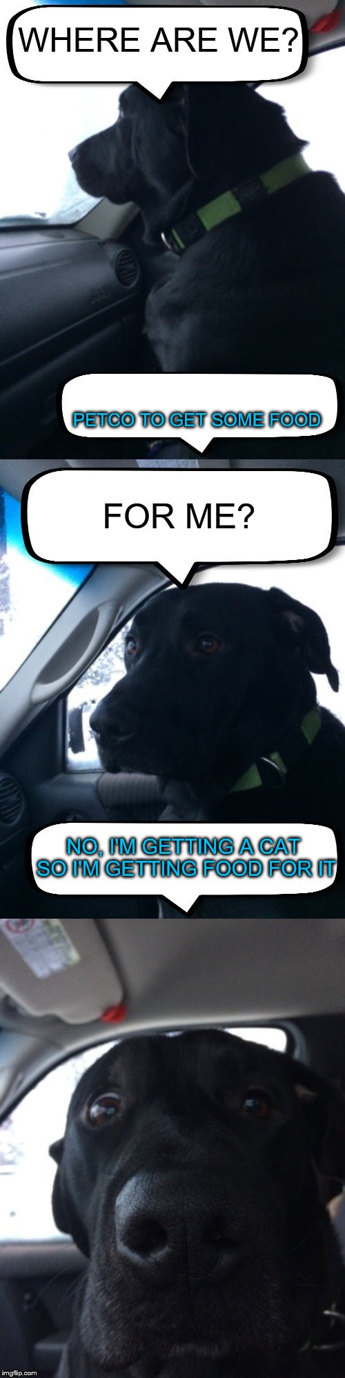 Dismayed Duke | WHERE ARE WE? PETCO TO GET SOME FOOD; FOR ME? NO, I'M GETTING A CAT SO I'M GETTING FOOD FOR IT | image tagged in dismayed duke | made w/ Imgflip meme maker