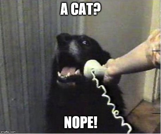 Yes this is dog | A CAT? NOPE! | image tagged in yes this is dog | made w/ Imgflip meme maker