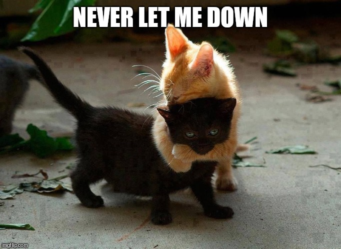 kitten hug | NEVER LET ME DOWN | image tagged in kitten hug | made w/ Imgflip meme maker