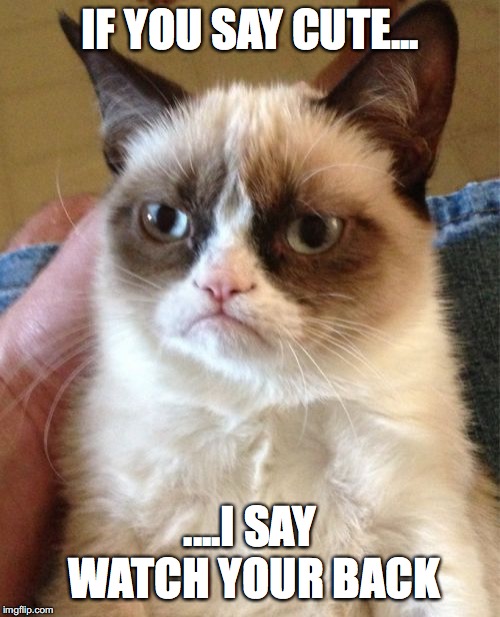 Don't say it.. | IF YOU SAY CUTE... ....I SAY WATCH YOUR BACK | image tagged in memes,grumpy cat | made w/ Imgflip meme maker