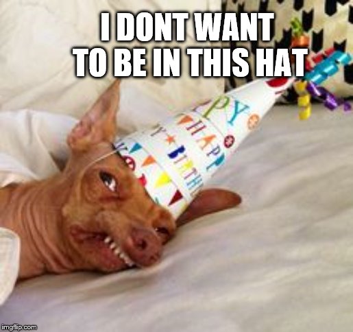 Tuna birthday dog | I DONT WANT TO BE IN THIS HAT | image tagged in tuna birthday dog | made w/ Imgflip meme maker