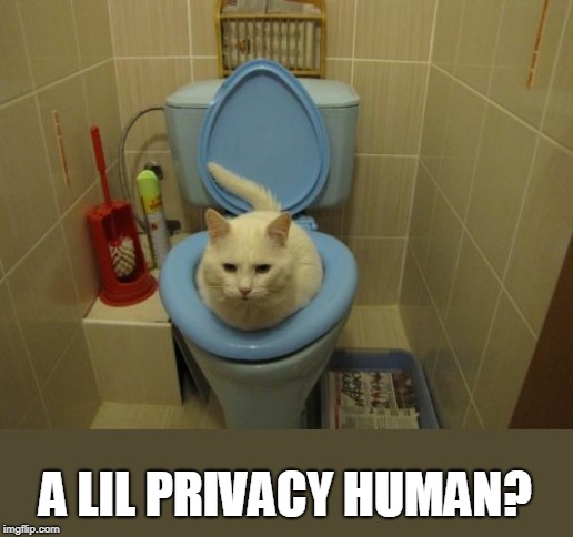 A LIL PRIVACY HUMAN? | image tagged in cats | made w/ Imgflip meme maker