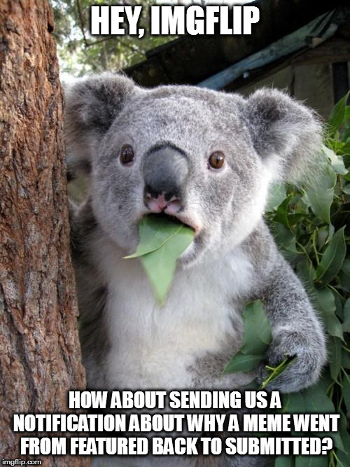 It would be nice to at least know whether it was downvote-bombed or reported.  (Even if mistakenly) | HEY, IMGFLIP; HOW ABOUT SENDING US A NOTIFICATION ABOUT WHY A MEME WENT FROM FEATURED BACK TO SUBMITTED? | image tagged in memes,surprised koala | made w/ Imgflip meme maker