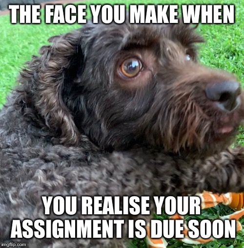 Scared Dog | THE FACE YOU MAKE WHEN; YOU REALISE YOUR ASSIGNMENT IS DUE SOON | image tagged in scared dog | made w/ Imgflip meme maker