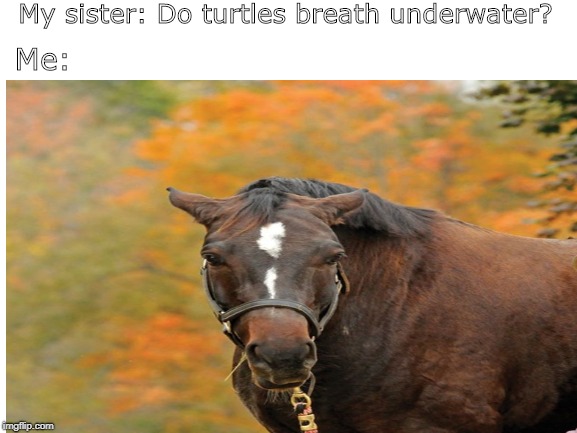Actual quote that drove me insane | My sister: Do turtles breath underwater? Me: | image tagged in memes,funny,stupid question,turtle,horse,angry | made w/ Imgflip meme maker