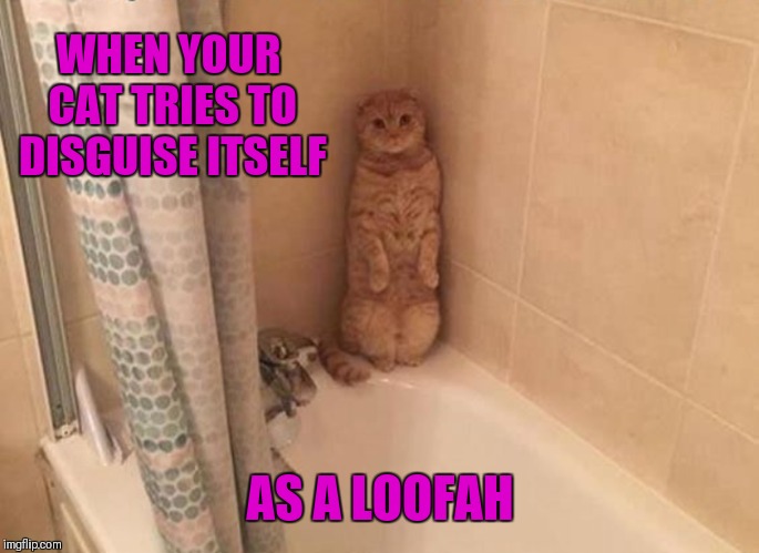 Cat In Disguise | WHEN YOUR CAT TRIES TO DISGUISE ITSELF; AS A LOOFAH | image tagged in cats,memes,bathroom,funny,hiding | made w/ Imgflip meme maker