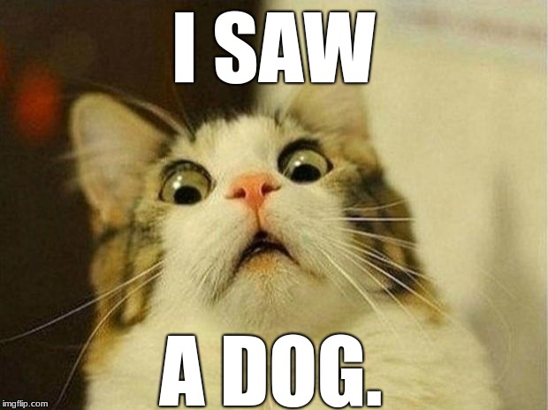 Scared Cat Meme | I SAW; A DOG. | image tagged in memes,scared cat | made w/ Imgflip meme maker