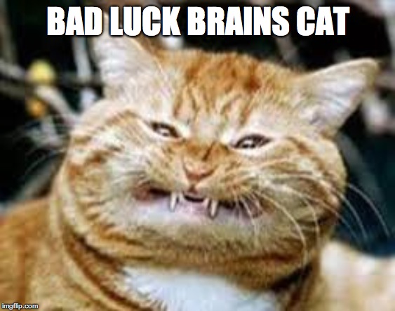 BAD LUCK BRAINS CAT | made w/ Imgflip meme maker