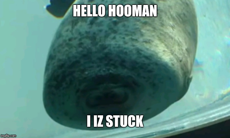 Me trying to achieve my goals | HELLO HOOMAN; I IZ STUCK | image tagged in seal,tank,aquarium,stuck | made w/ Imgflip meme maker