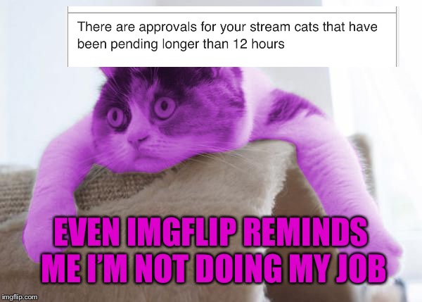 RayCat Stare | EVEN IMGFLIP REMINDS ME I’M NOT DOING MY JOB | image tagged in raycat stare | made w/ Imgflip meme maker