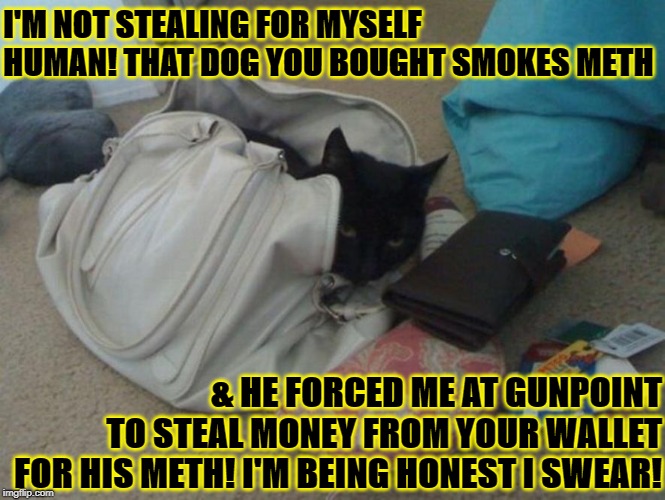 I'M NOT STEALING FOR MYSELF HUMAN! THAT DOG YOU BOUGHT SMOKES METH; & HE FORCED ME AT GUNPOINT TO STEAL MONEY FROM YOUR WALLET FOR HIS METH! I'M BEING HONEST I SWEAR! | image tagged in i'm not stealing | made w/ Imgflip meme maker