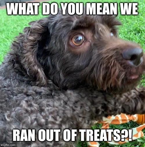 Scared Dog | WHAT DO YOU MEAN WE; RAN OUT OF TREATS?! | image tagged in scared dog | made w/ Imgflip meme maker