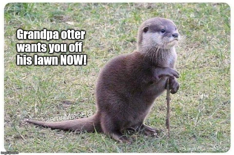 Grandpa Otter | Grandpa otter                                                wants you off                                                                    his lawn NOW! | image tagged in otter | made w/ Imgflip meme maker