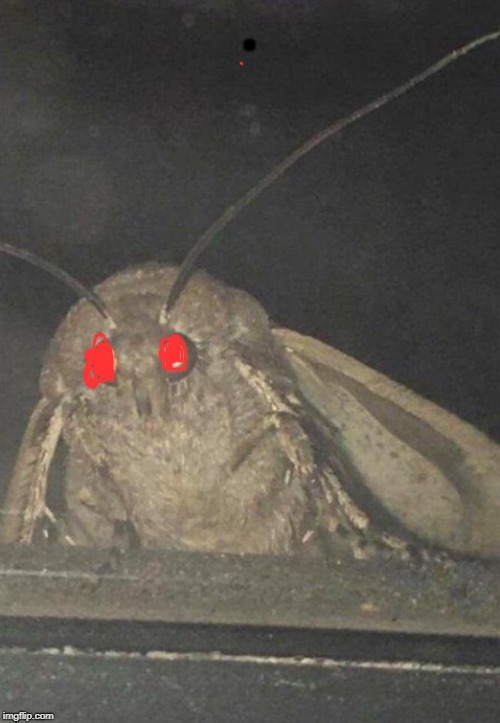 Moth | . | image tagged in moth | made w/ Imgflip meme maker