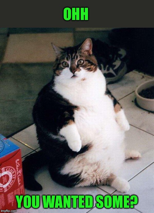 fat cat | OHH YOU WANTED SOME? | image tagged in fat cat | made w/ Imgflip meme maker